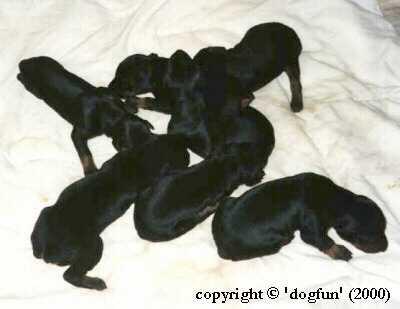 All action baby Doberman