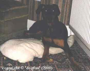 Jade the Doberman.