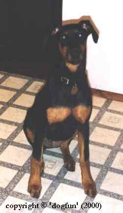 Jade sitting in the kitchen.