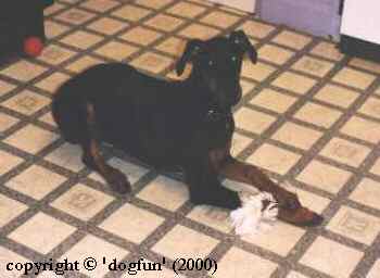 Jade and her rope toy.