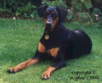 Jade the Doberman Chairdog of dog fun