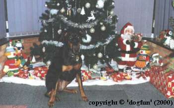 Jade the Doberman under the tree on Christmas morning.