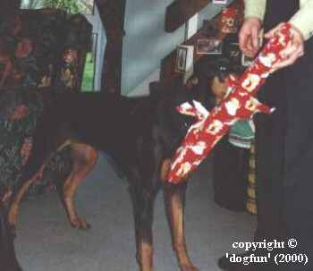 Christmas presents for Jade the Doberman.