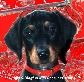 Checkers baby picture.