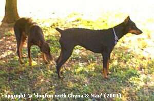 Chyna & Max enjoying the sun.