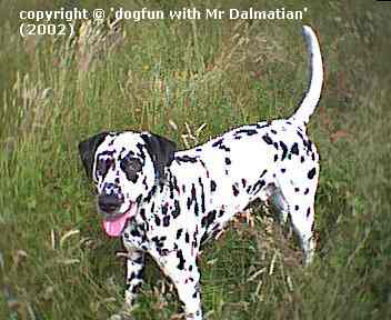 Mr Dalmatian