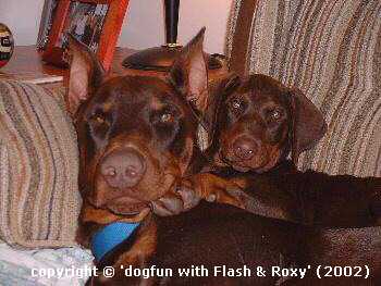 Flash & Roxy.