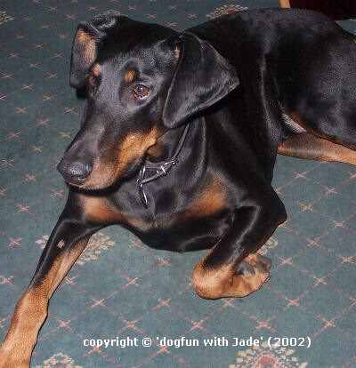 JADE THE DOBERMAN!!!