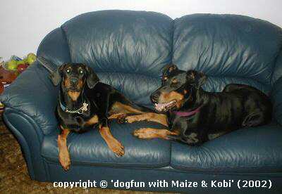 Meet Mazie & Kobi