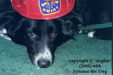 Meet Symann the dog
