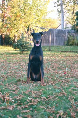 Otto a very handsome Doberman