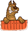 Angry Dobermam