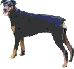 Jade the Doberman