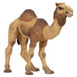 50105 - Dromedary