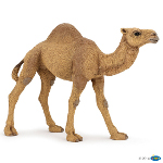 50151 - Dromedary