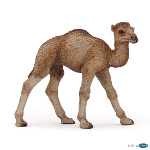 50166 - Dromedary Calf