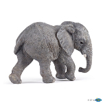 50169 - Young African Elephant