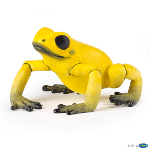 50174 - Equatorial Yellow Frog