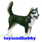 16371 - HUSKY MALE