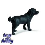 16371 - HUSKY MALE