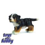 16344 - Bernese Mountain Dog Puppy