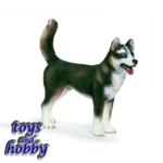 16371 - HUSKY MALE