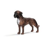 16389 - Boxer, Male