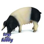 13612 - Swabian-Hall Pig