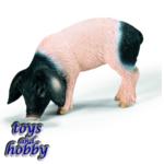 13635 - Swabian Hall Piglet, Eating