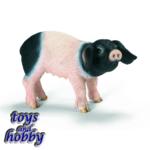 13636 - Swabian-Hall Piglet