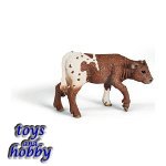 13684 - Texas Longhorn calf