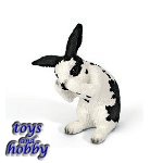 13698 - Rabbit, grooming