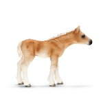 13699 - Hafllinger foal