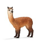 13703 - Alpaca stallion