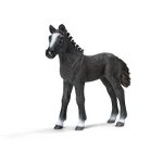 13738 - Lipizzanner foal