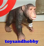 14189 - CHIMPANZEE MALE