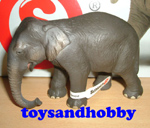 14344 - INDIAN ELEPHANT FEMALE